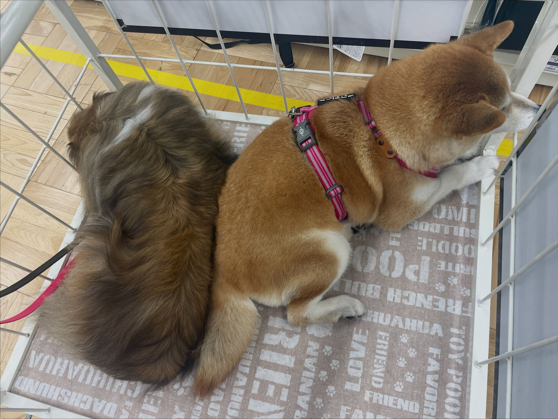 久喜市でしつけ教室、ペットホテルをお探しなら「ここ犬」へ🐶