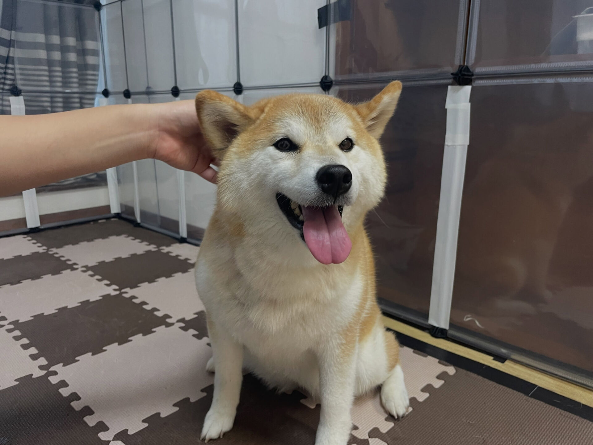 久喜市でしつけ教室、ペットホテルをお探しなら「ここ犬」へ🐶