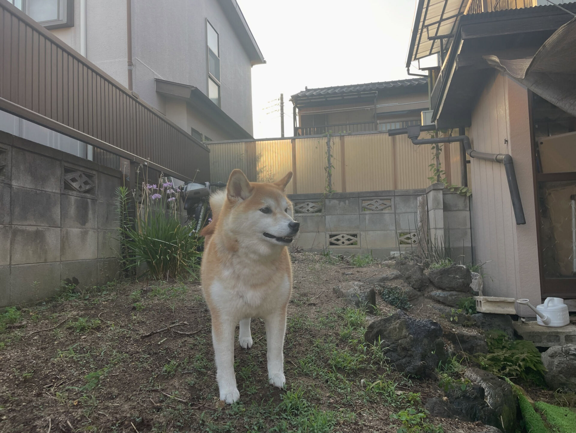 久喜市でしつけ教室、ペットホテルをお探しなら「ここ犬」へ🐶