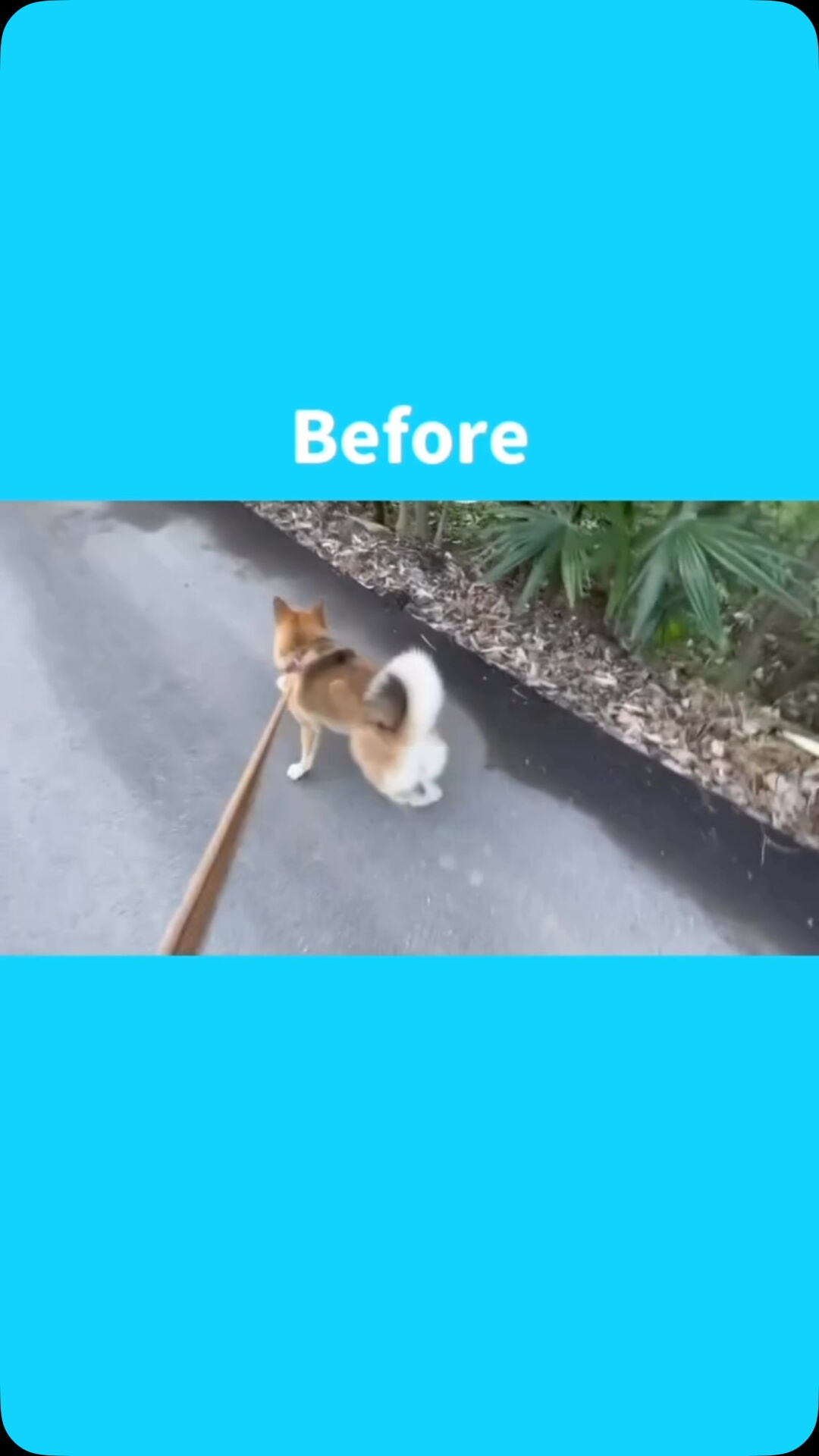 久喜市でしつけ教室、ペットホテルをお探しなら「ここ犬」へ🐶