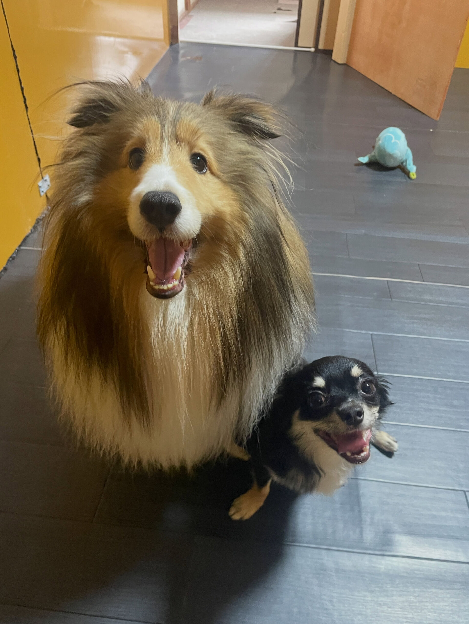 久喜市でしつけ教室、ペットホテルをお探しなら「ここ犬」へ🐶