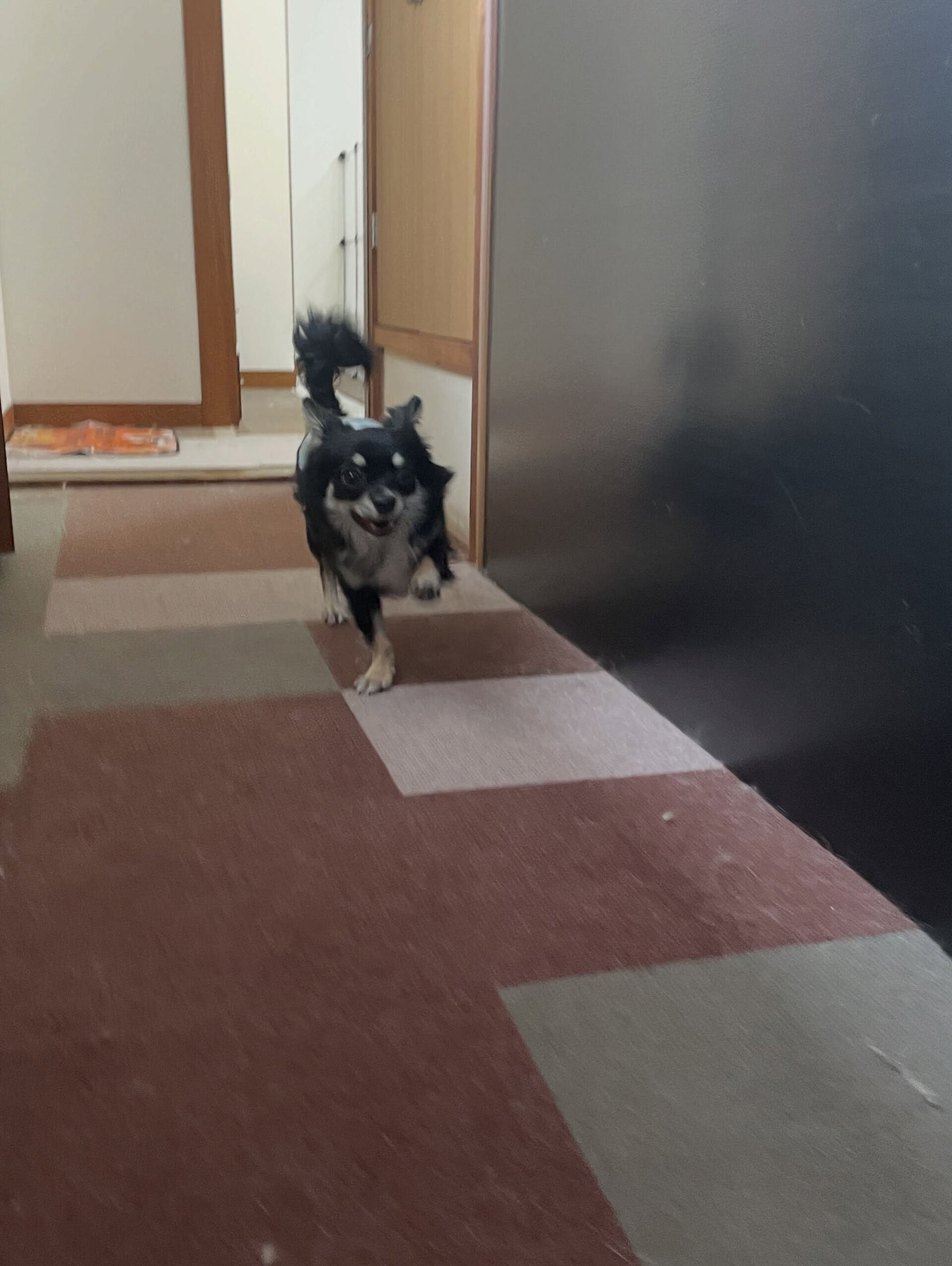 久喜市でしつけ教室、ペットホテルをお探しなら「ここ犬」へ🐶