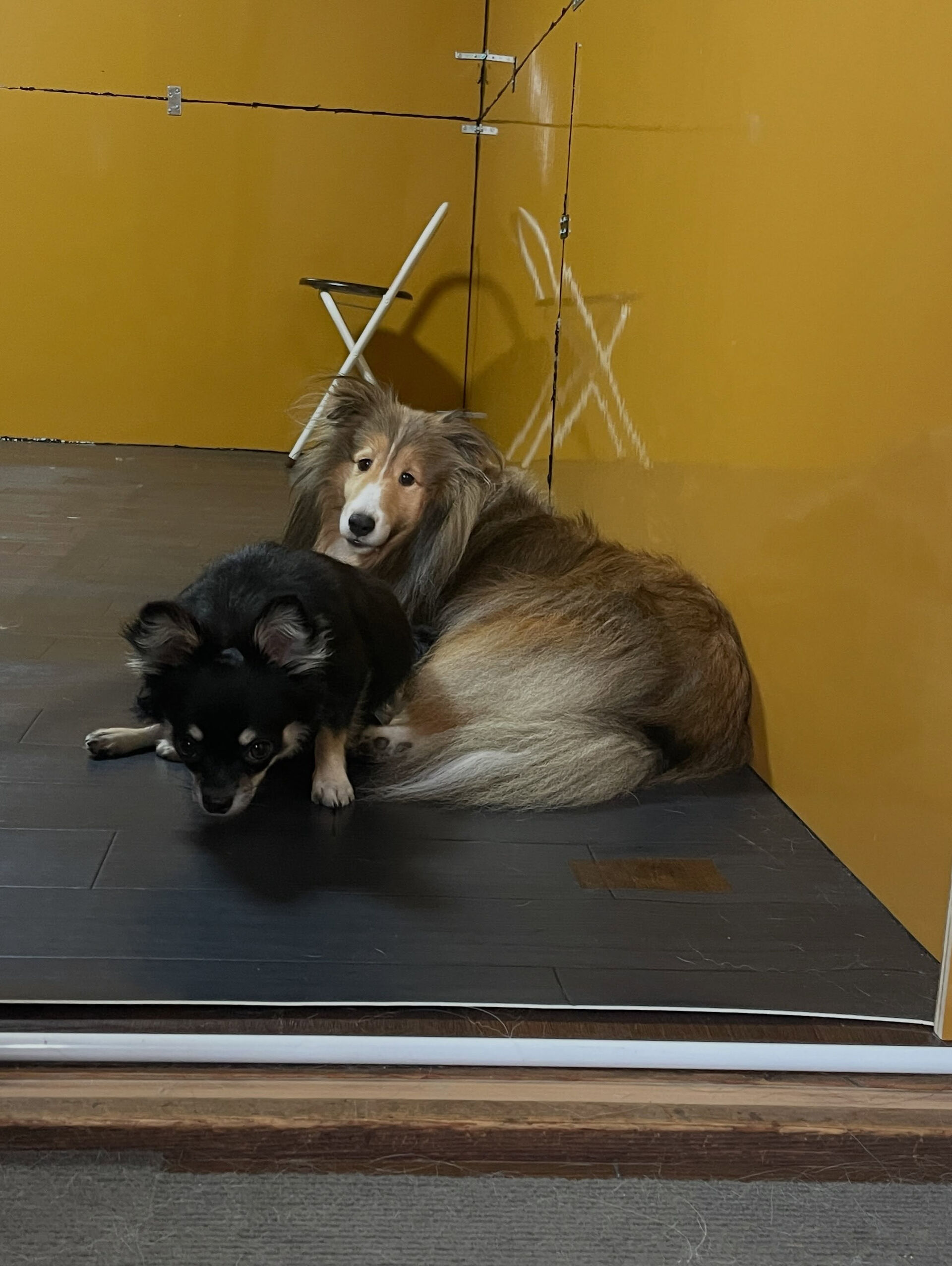 久喜市でしつけ教室、ペットホテルをお探しなら「ここ犬」へ🐶