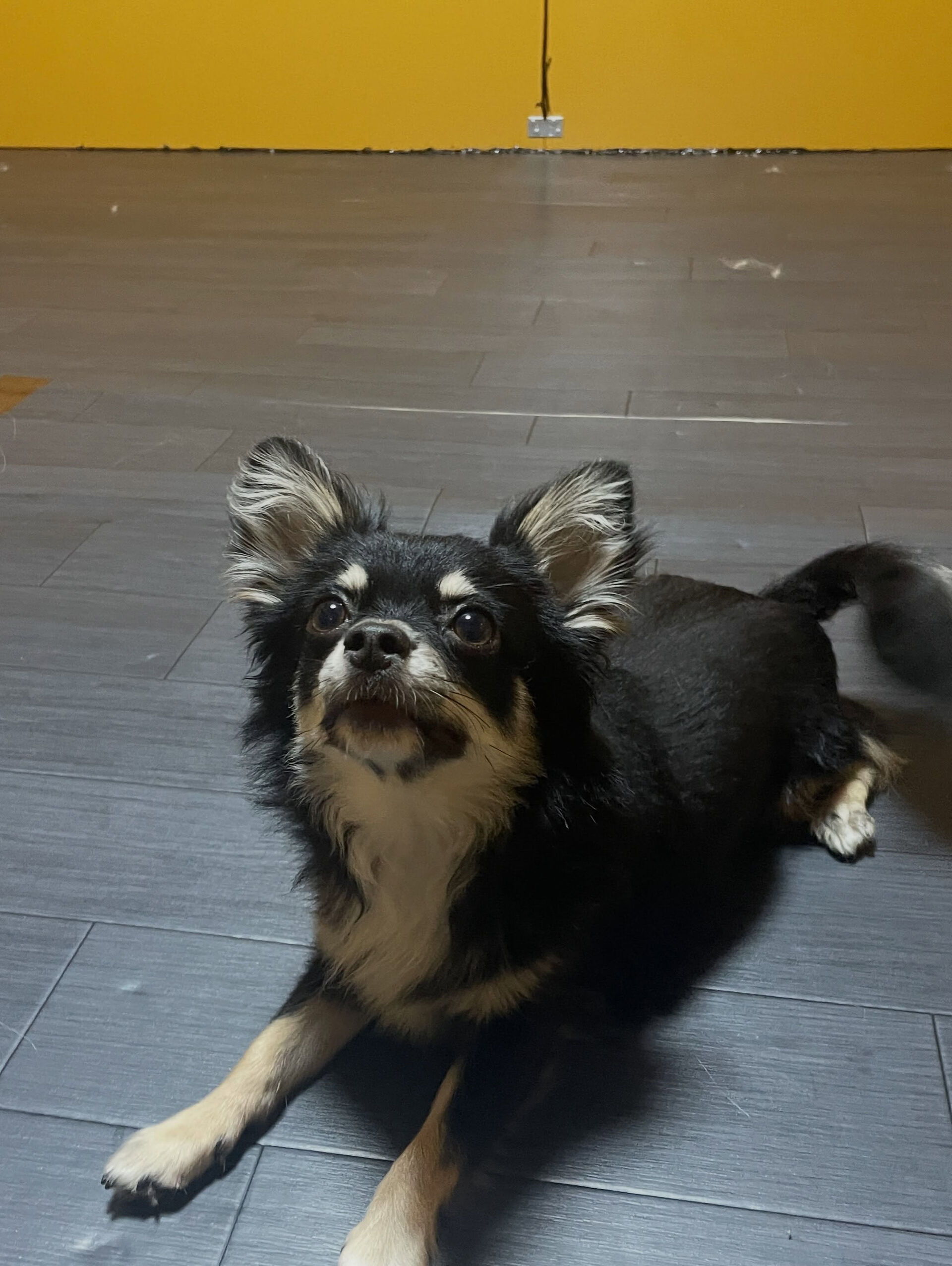 久喜市でしつけ教室、ペットホテルをお探しなら「ここ犬」へ🐶