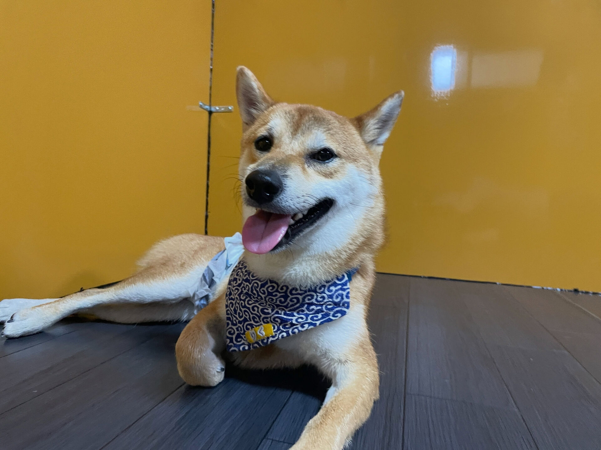 久喜市でしつけ教室、ペットホテルをお探しなら「ここ犬」へ🐶