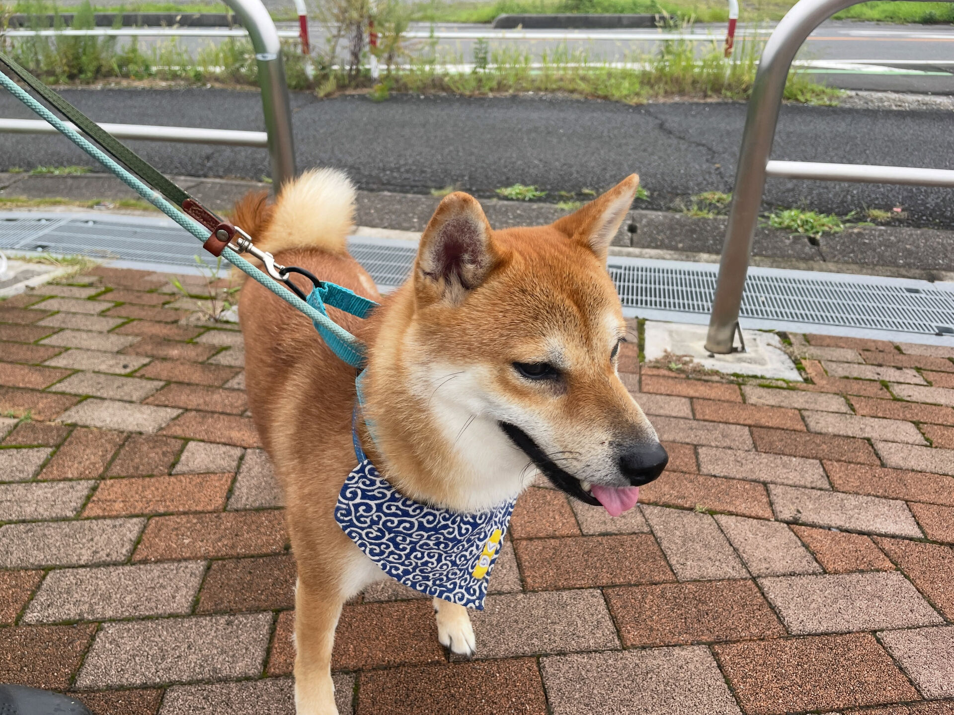 久喜市でしつけ教室、ペットホテルをお探しなら「ここ犬」へ🐶