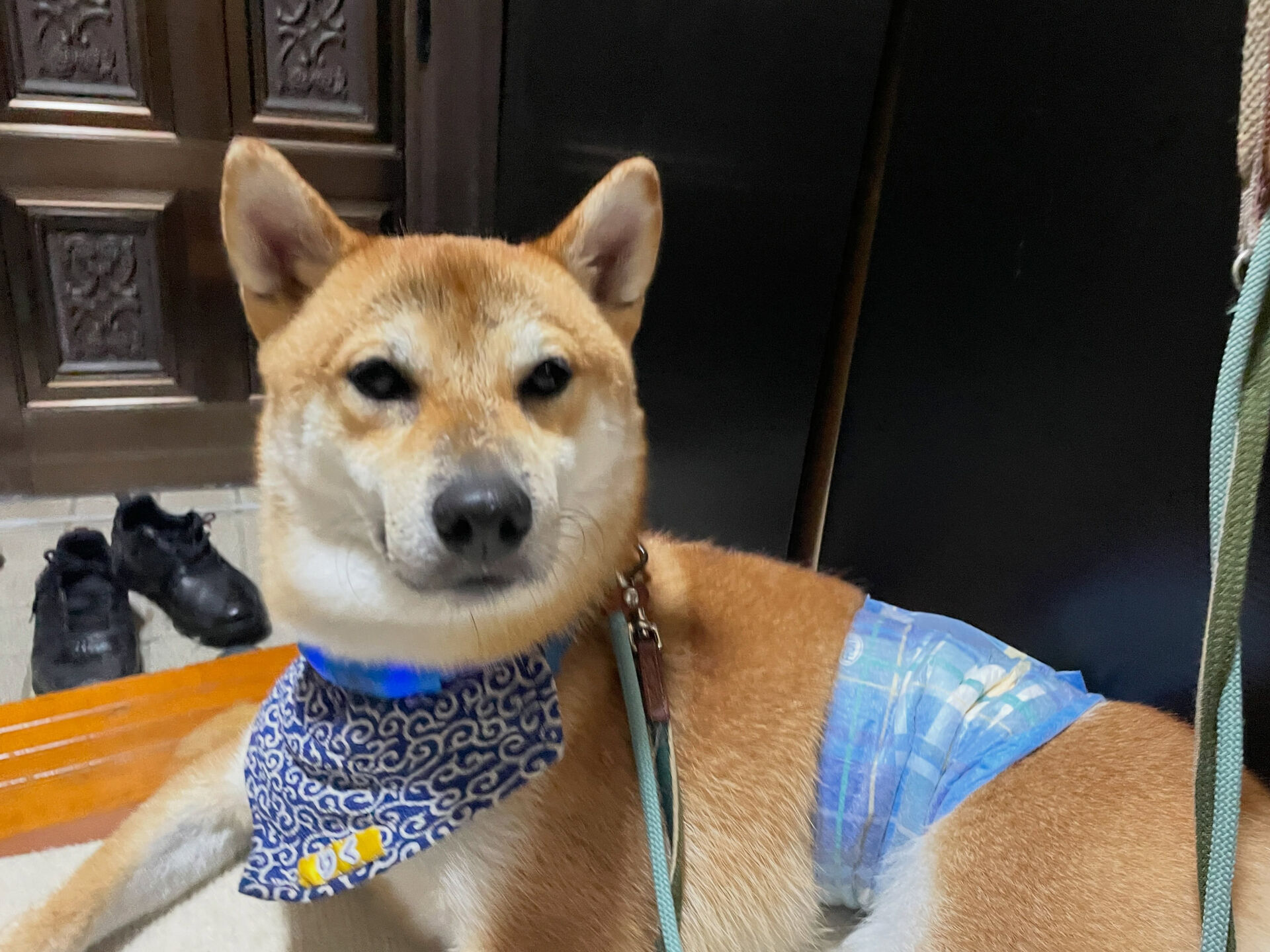 久喜市でしつけ教室、ペットホテルをお探しなら「ここ犬」へ🐶