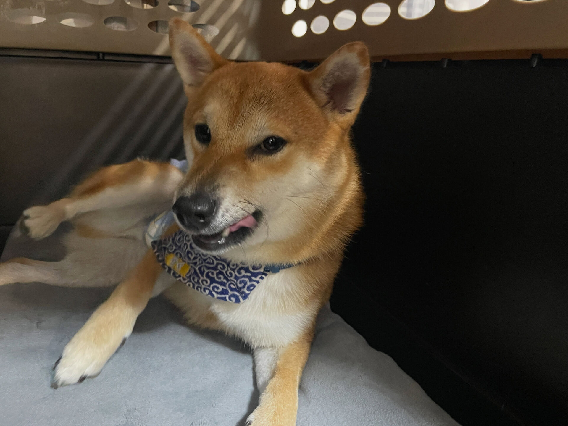 久喜市でしつけ教室、ペットホテルをお探しなら「ここ犬」へ🐶