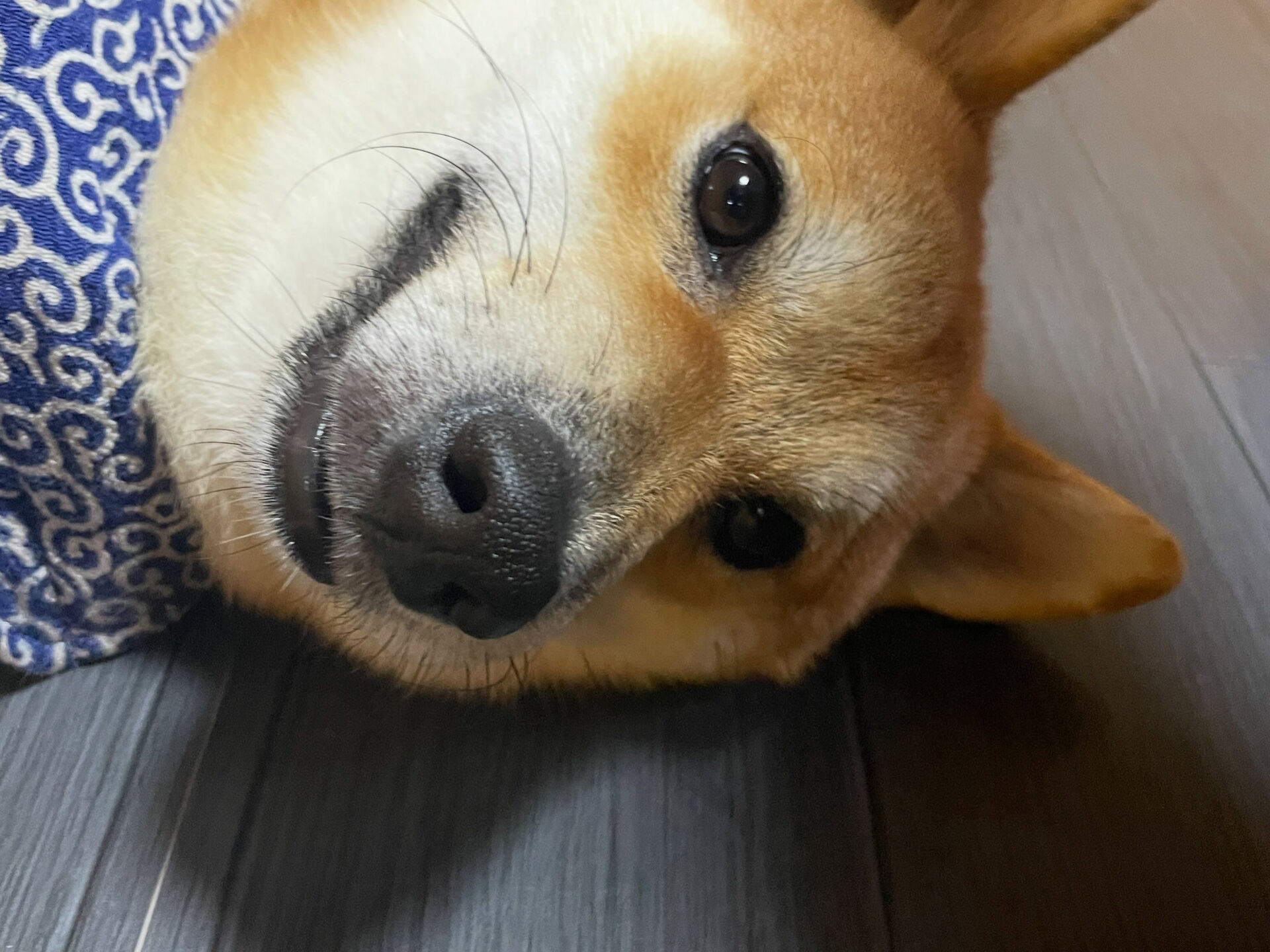 久喜市でしつけ教室、ペットホテルをお探しなら「ここ犬」へ🐶