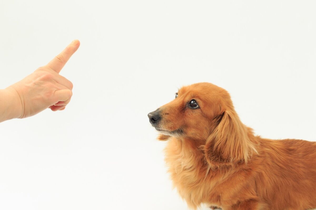 北本市 犬のしつけ教室