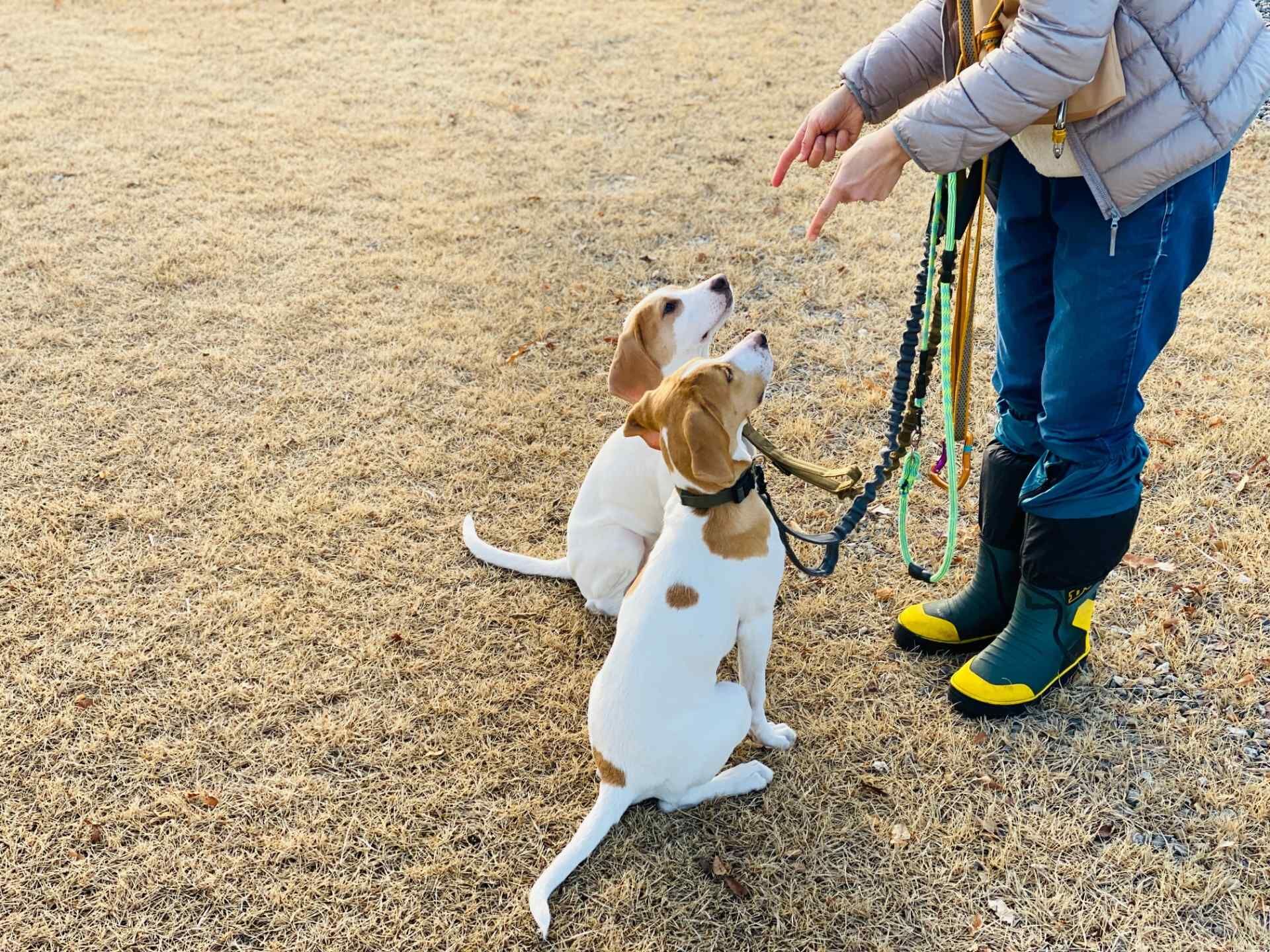 桶川市 犬のしつけ教室