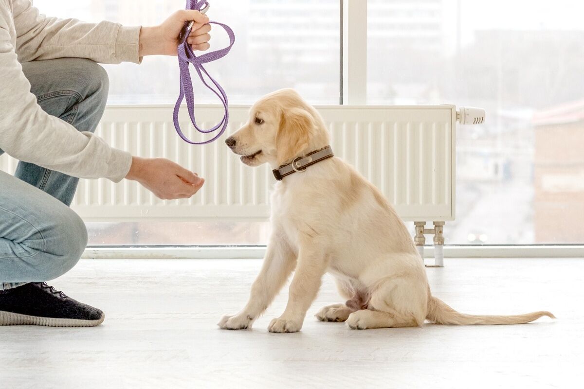 鴻巣市 犬のしつけ教室