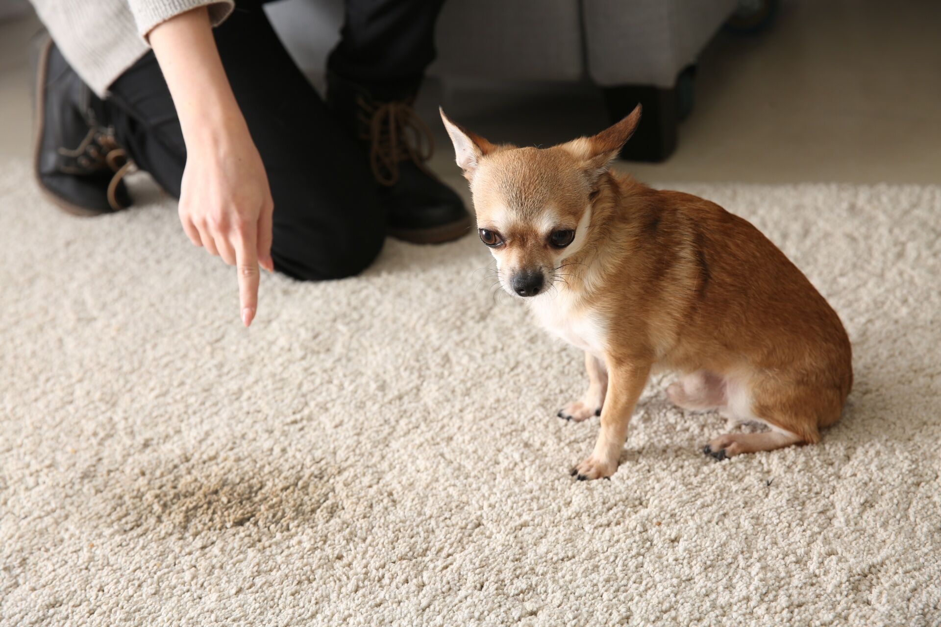 白岡市 犬のしつけ教室